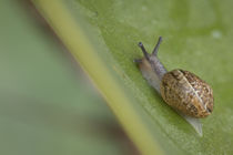 brown snail on dew covered leaf, Southern California by Danita Delimont