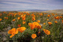 California poppies in bloom, Lancaster, California von Danita Delimont