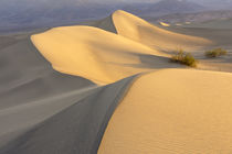Mesquite Flat Sand Dunes at dawn, Death Valley, California von Danita Delimont