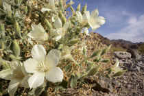 Rock nettle in bloom, Death Valley National Park, California von Danita Delimont