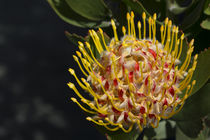 Proteus flower, Cal Poly Botanic Garden, San Luis Obispo, Ca... von Danita Delimont