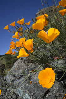California poppies, California Central Coast, near Paso Robl... by Danita Delimont