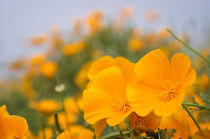 California Poppies, Montana de Oro State Park, California Ce... by Danita Delimont