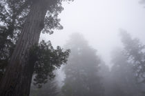 Redwoods, Lady Bird Johnson Grove in fog, Prairie Creek Redw... by Danita Delimont