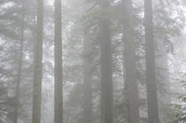 Redwoods, Lady Bird Johnson Grove in fog, Prairie Creek Redw... by Danita Delimont
