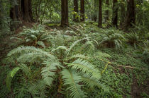Redwoods and ferns, Muir Woods National Monument, San Franci... by Danita Delimont
