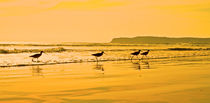 Shorebirds race the evening tide on a California beach. by Danita Delimont