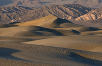Undulating sand dunes of Death Valley in golden light von Danita Delimont