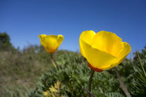Bright yellow California Poppy against very blue sky von Danita Delimont