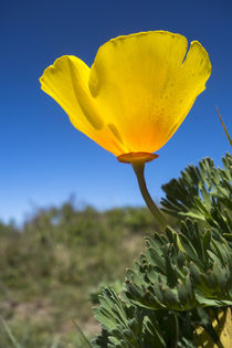 Bright yellow California Poppy against very blue sky by Danita Delimont