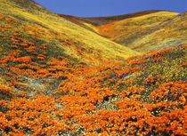 USA, Southern California, View of California golden poppy at... von Danita Delimont