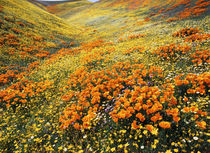 USA, California, Antelope Valley, View of California golden ... by Danita Delimont