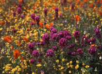 USA, California, View of Owl's Clover, poppies and coreopsis... by Danita Delimont