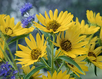 Maximillian sunflowers, California by Danita Delimont