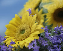 Sunflower nestled among bluebells, California. von Danita Delimont