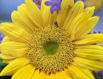 Sunflower face with bluebells behind, California von Danita Delimont