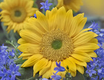 Sunflowers among bluebells, California von Danita Delimont