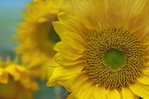 Close-up of a group of Sunflowers, California by Danita Delimont