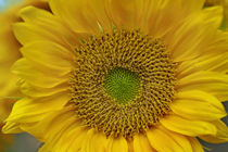 Close-up of the face of a Sunflower, California by Danita Delimont