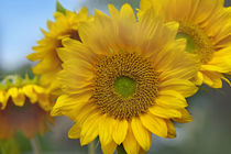 Sunflowers field, California by Danita Delimont