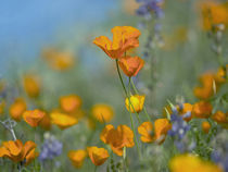 Close-up of California Poppies, USA by Danita Delimont