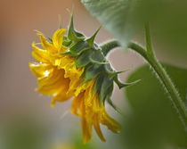 Profile of a Sunflower, California von Danita Delimont