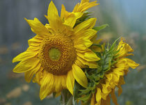 Two Sunflower heads, California by Danita Delimont