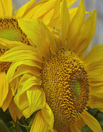 Close-up of Sunflowers, California von Danita Delimont