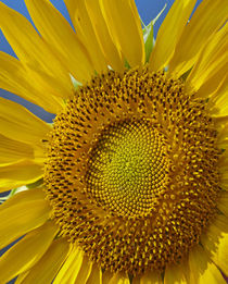 Portrait of a Sunflower, California von Danita Delimont