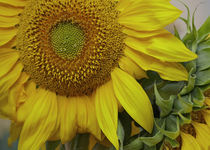 Bright yellow Sunflowers, California von Danita Delimont