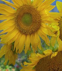 Maturing Sunflowers, California von Danita Delimont