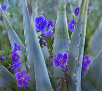 Close-up of Blue phacelia and agave, USA by Danita Delimont