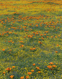 California poppies and Eriophyllum species meadow, summer sp... by Danita Delimont