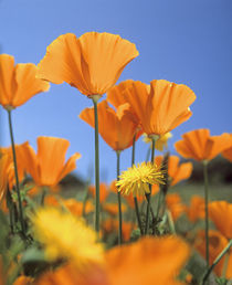 Bright orange California Poppies, California USA by Danita Delimont