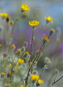 Desert Sunflowers, USA by Danita Delimont