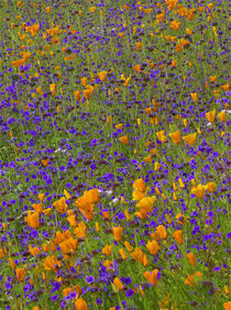 California poppies and desert bluebell wildflowers in a mead... by Danita Delimont