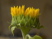 Sunflower profile. von Danita Delimont