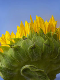 Underside of a Sunflower by Danita Delimont