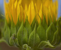 Profile of a Sunflower, California by Danita Delimont