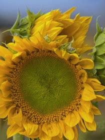 Face of a Sunflowers, California von Danita Delimont