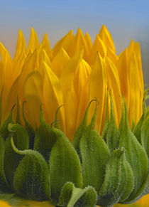 Sunflower, California by Danita Delimont