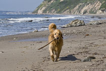 A Golden Retriever walking with a stick at Hendrey's Beach i... by Danita Delimont