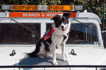 Border Collie search and rescue dog by Danita Delimont