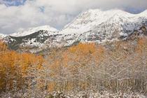 USA, Colorado, Gunnison National Forest, Mt by Danita Delimont