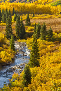 USA, Colorado, Gunnison National Forest by Danita Delimont