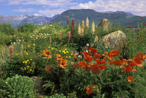 USA, Colorado, Crested Butte von Danita Delimont
