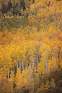 USA, Colorado, Gunnison National Forest von Danita Delimont