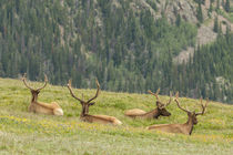 USA, Colorado, Rocky Mountain National Park von Danita Delimont