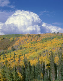 USA, Colorado, Grand Mesa National Forest, Approaching storm... by Danita Delimont