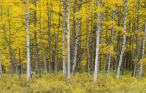 USA, Colorado, Gunnison National Forest, Fall colored aspen ... by Danita Delimont